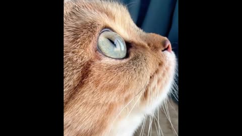 the beautiful eyes of the cat