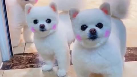 Cute And Funny puppies doing funny things Videos🤣Funny Animal Videos 2022🤣 #shorts