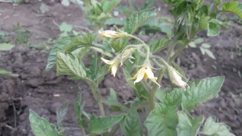 The tomatoes have bloomed