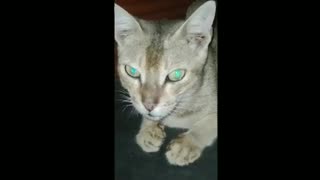 Kitty Cat 1