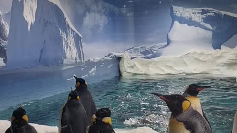 Penguin in Sea world
