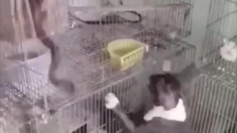 Brave Dog Saves Bird from Fierce Predator