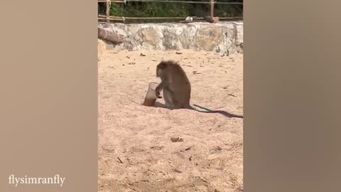 10 min of funny animals videos