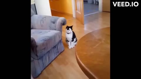 Funny Cat Videos