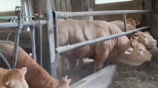 Cow Plays with Handler