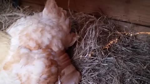 Big Momma's Baby Peeper Chicks!