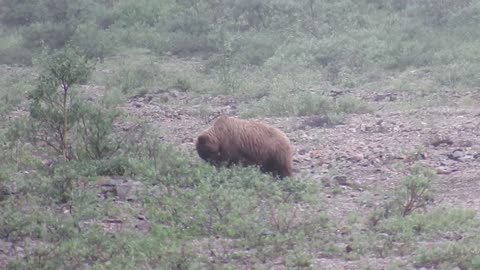 Grizzly bears in Alaska