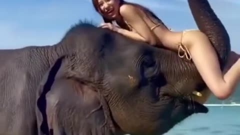 fun with elephant