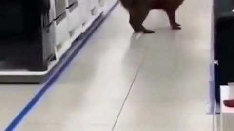 A CAPYBARA INVADED AN APPLIANCE STORES IN BRAZIL.