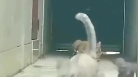 Funny video in cat