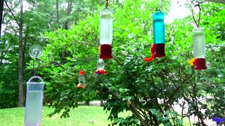 Hummingbirds