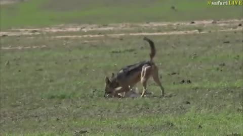 Angry gazelle mother chases off hungry jackal!