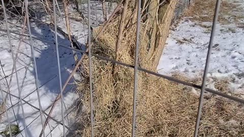 Hay holder for a destructive buck