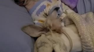 Small dog snoring