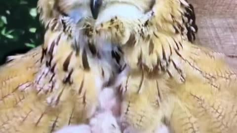 Barred owl & babies eyesight is amazing #owl #shorts #owls #eyes #amazing #wildlife #wildanimals