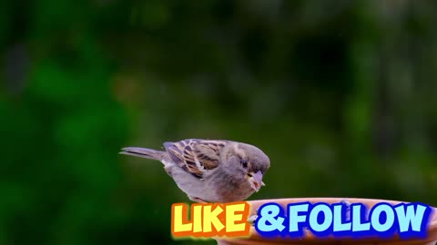 Bird sperling sparrow
