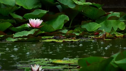 Soothing Rainfall symphony: An 8 Hour Journey Through the Calm of a Raining Pond