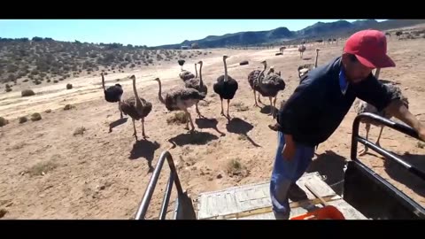 Ostrich Egg Collection - South African Farming