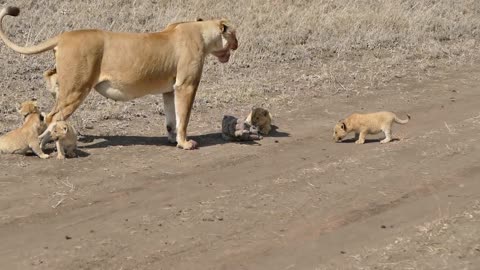 Lion mom and her babies