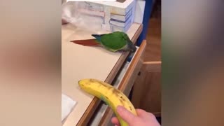 Smart And Funny Parrots Parrot Talking Videos Compilation 2023