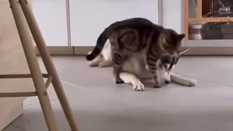 Cat & Dog Playing In the Kitchen