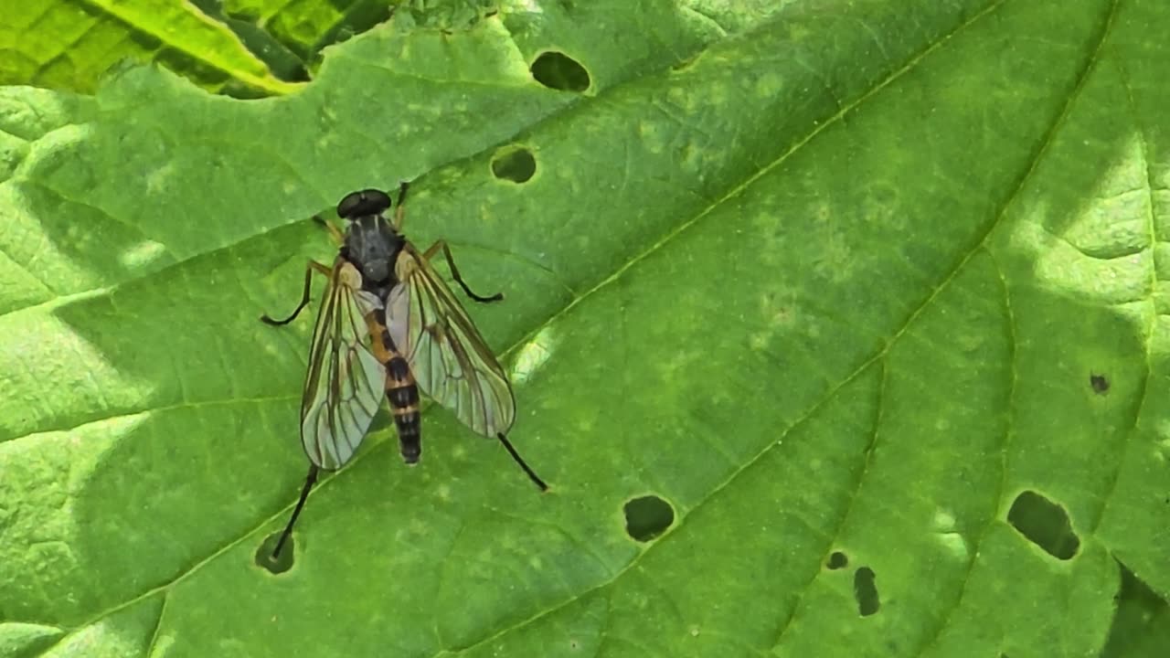 Six beautiful flying insects in Austria/beautiful insects in nature.