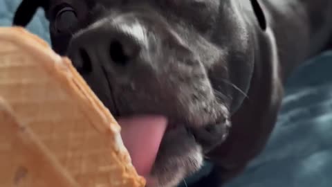 Beautiful black dog eating ice-cream