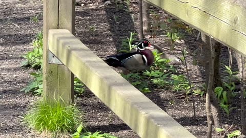 More wood ducks footage 😍