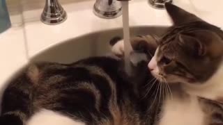 Funny cat taking a bath 😂