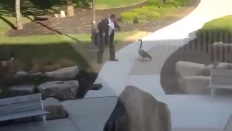 Goose Attacks Businessman