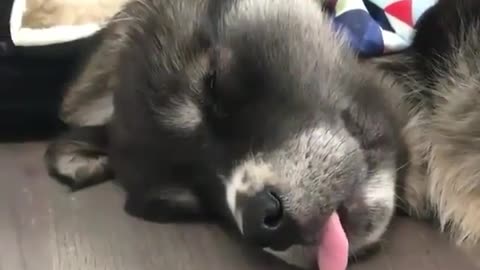 Funny Dog sleeping