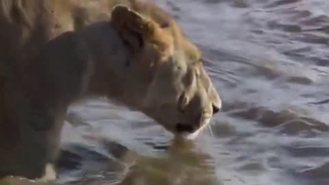 🐯 tiger funny videos cute tiger varal#tiger