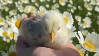 Baby Chick in Hand