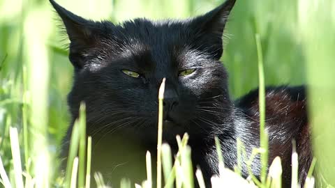 Beautiful black cate