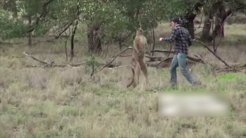 man fights kangaroo to save his dog