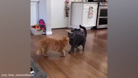Funny cat videos. Funny animal videos