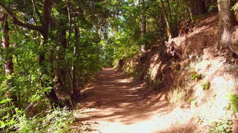 Forest Path For Walking | Beautiful Forest