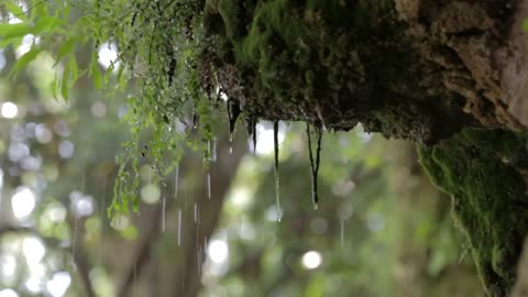 heavy rain deep in a forest Forest Copyright Free Videos Royalty Free Stock Videos