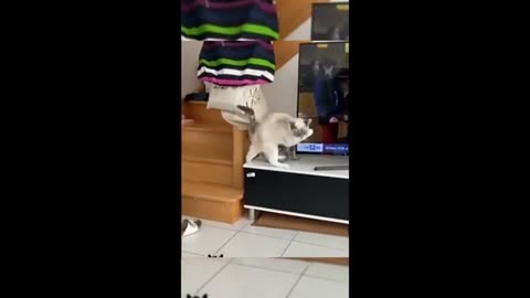 Le chat jeux avec