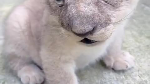 Super cute little lion