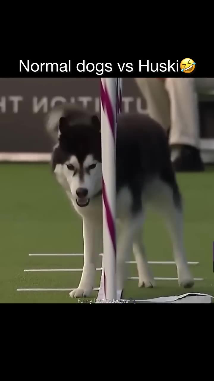 Normal dogs vs Huskies----_shorts _dog _doglover _dogs