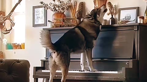 The dog played the piano beautifully...