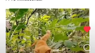 Cat Like Reflexes