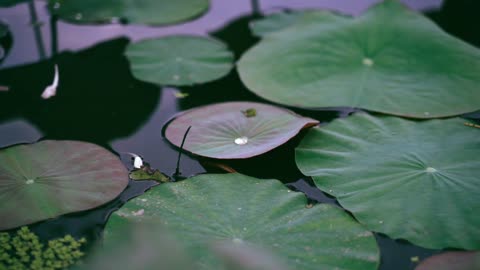 Lotus Leaves Floating in the Water.