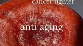 Reishi mushrooms are used to treat cancer