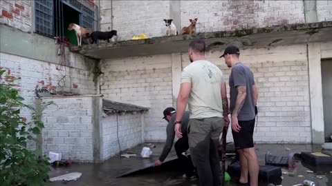 Animals stranded amid devastating floods in Brazil