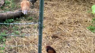 Hanging Out with the Chickens Before They Go to Bed