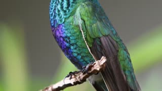 Relaxing music with birds sounds for meditation and deep sleep