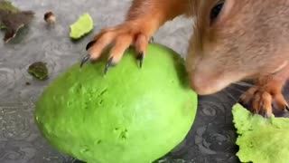 Squirrel Perfectly Peels Avocado