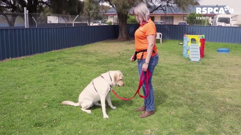 This is a dog training video.